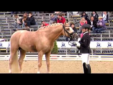 Bundeschampion 2014 - Vierjährige Reitponyhengste: Global Player AT von Hesselteich's Golden Dream