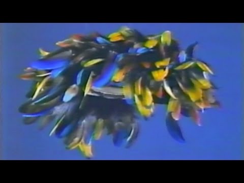 The Gift of Birds Vol.5 Cashinahua People