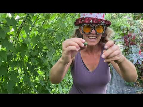 What are Cucamelons/Mexican Sour Gherkins?