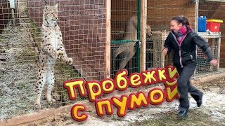 ВЫМАТЫВАЮ ПУМУ / Реакция Ханны на Мартина в прогулке