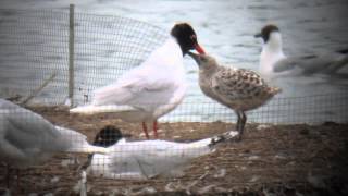 preview picture of video '3.7.13 Mouette mélanocéphale blanc 3H28 (Larus melanocephalus, Mediterranean Gull)'