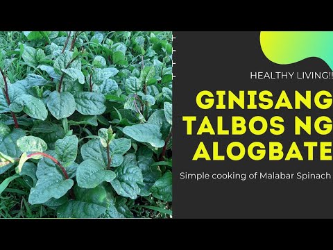 Easy Cooking of Malabar Spinach | Ginisang Alogbate with fried fish
