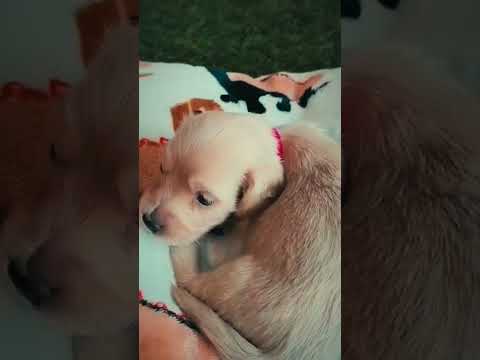 Dachshund puppy for sale
