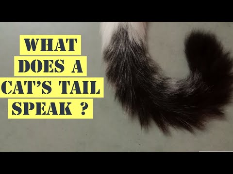 What Does Your Cat's Tail Speak ?