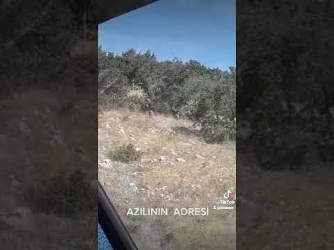 Azılının adresi