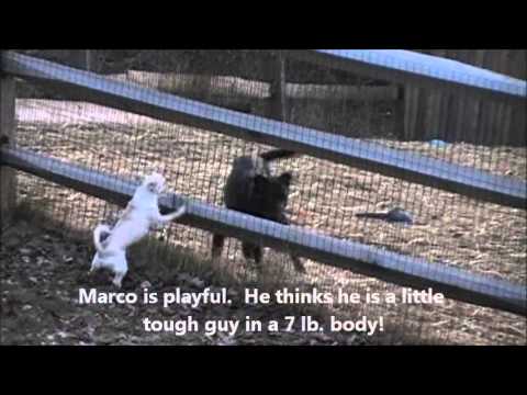 --Marco, an adopted Chihuahua & Pug Mix in Spring Lake, NJ_image-1