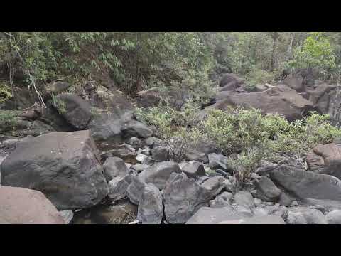 Dawei District, Natural Forest                          Smmer time in Tanintharyi Yoma 🇲🇲🇲🇲