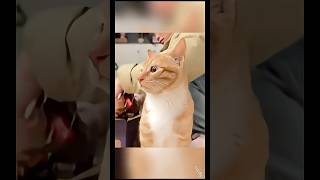 funny cat #funny #cat #fyp #catvideos #catshorts #fypシ #cats #youtubeshorts #ytshorts #cute #animals