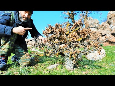 Oak Yamadori Hunting High On The Mountain Vol. 3 - Relaxing Bonsai Inspiration From Nature