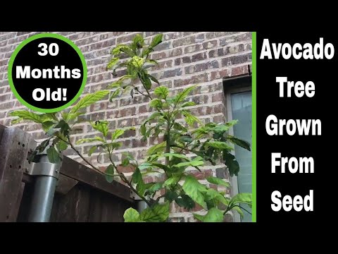 Avocado Tree Grown From Seed, 30 Month Update!