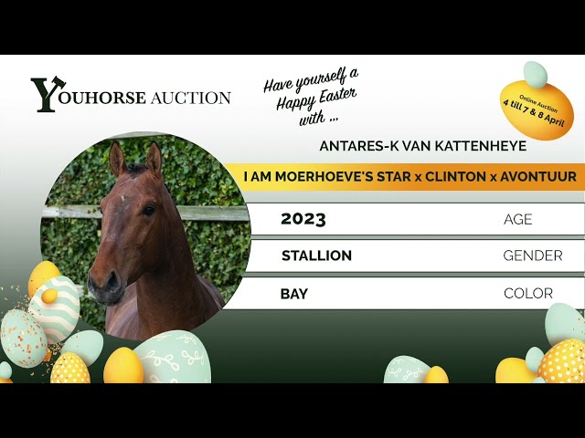 Antares K van Kattenheye loose jumping @ home