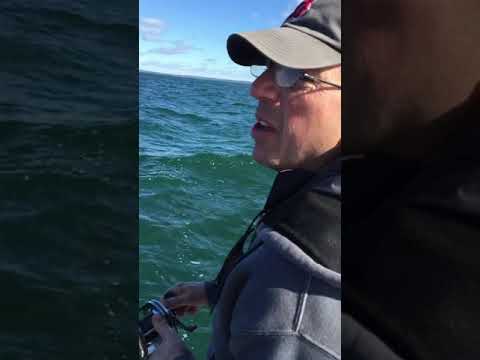 Sea Bass Near Southold Long Island