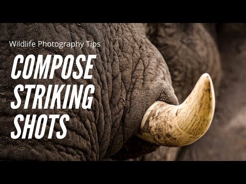  how to compose striking wildlife photography tips for beginners by the safari expert