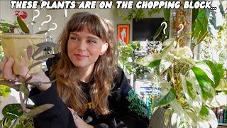 it's time to downsize my plant collection 🗑️🪴♻️ let's decide who stays!