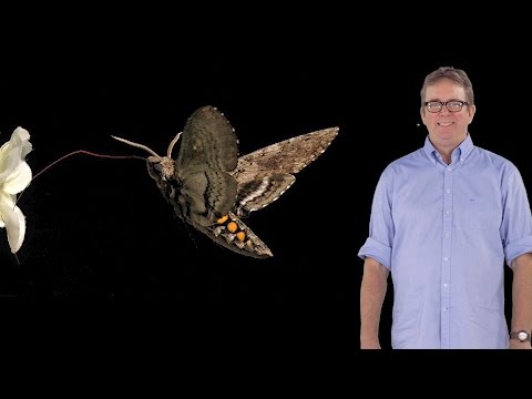 Baldwin (Max Planck Inst.) 1: Studying a plant’s ecological interactions in the genomics era