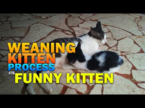 Weaning a Kitten From Mother’s Milk to Solid Food