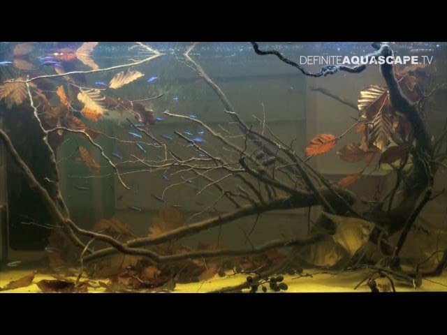 Aquascaping - Best biotope aquariums of ZooBotnica 2012