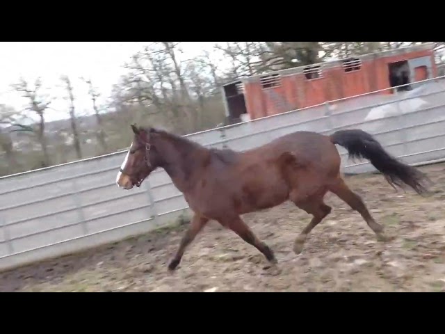 Ruin New Forest Te koop 2022 Donker bruin / bai ,  BIRKILDS BALBOA (DNK)