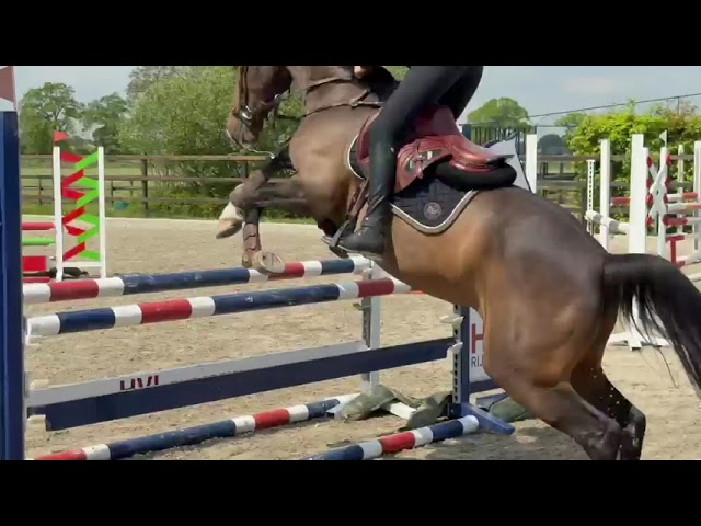 Home riding movie Rolanta WD (Lovemaker VDP x Chin Chin).