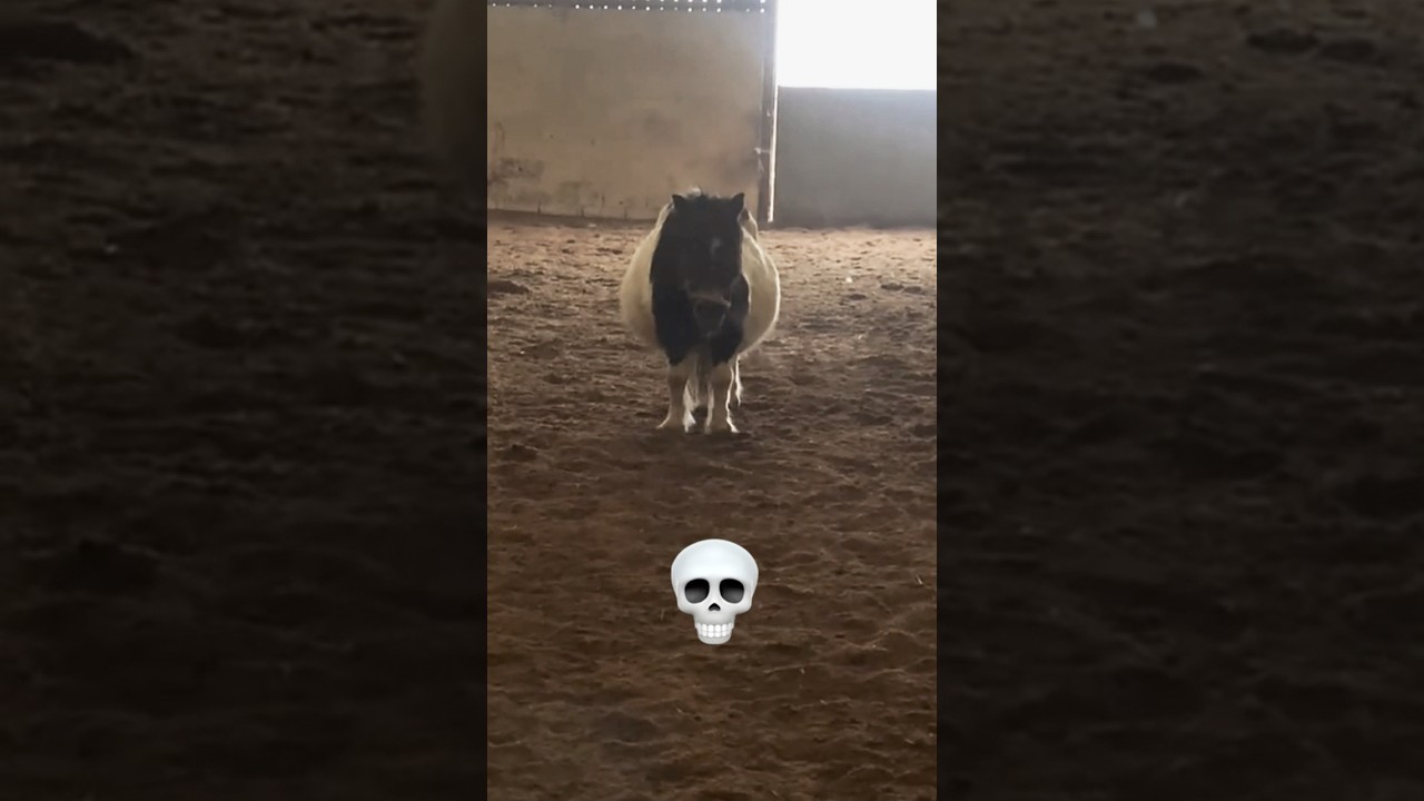 POV: You underestimated the chonky horse 🐴💀#shortvideo