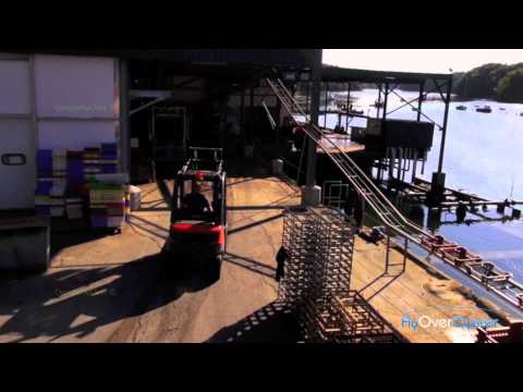 FlyOverOyster - Huitre Cadoret (Short)