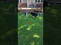 Fun In The Sun Dogshorts Doglife Cutedog Pets Petlover Shortsfeed