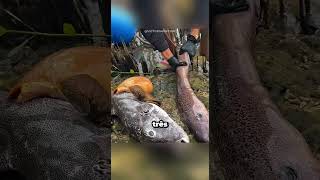 Animais que conseguiram dançar com a morte no último segundo #curiosidades #bichos #animais