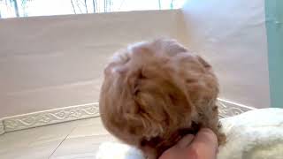 ハーフ犬の動画01