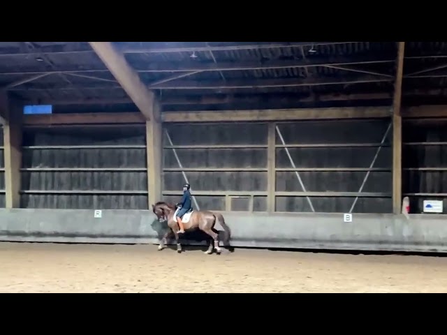 &Agrave; vendre &ndash; Hongre DWB (Danish Warmblood) &ndash; 6 ans (7 ans