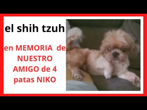 ✅el MAJESTUOSO SHIH TZU :✅Características físicas, carácter, origen y salud,precio,cachorro,