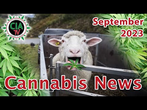 CannaNews September 2023 - Deutschland, Österreich, Schweiz, Thailand, USA, Griechenland