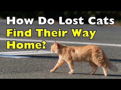 Why Your Cat Knows the Way Home Better Than You [ID0403]