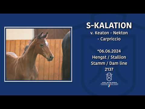 Holsteiner Fohlenmonat | Fohlen v. Keaton - Nekton - Capriccio