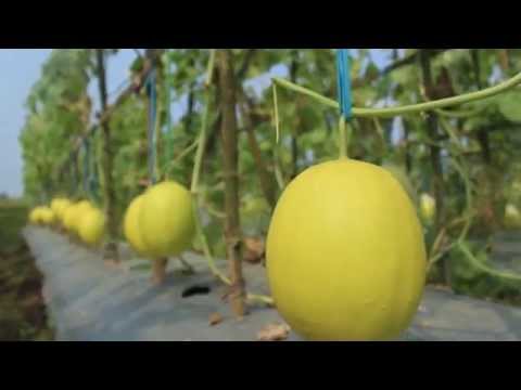 , title : 'Agro TV-Uranus F1, Tren Baru Golden Melon Berdaging Orange'