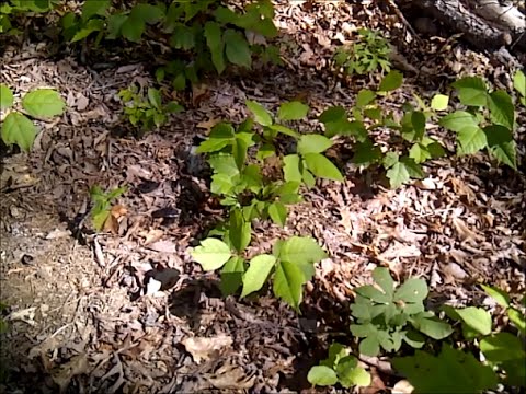 YouTube video about: Does lysol kill poison ivy on furniture?