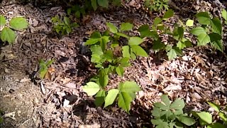 How to Kill Poison Ivy in One Day-  Without Poisonous Chemicals