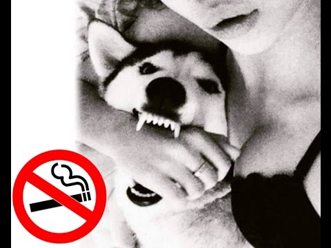 Siberian Husky / "Buddy" VS Smoking