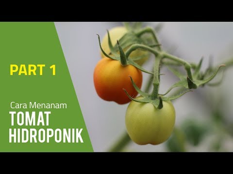 , title : 'Cara Menanam Tomat Hidroponik - Tahap Semai (PART 1)'