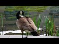 Canada Goose Honking Video Bird Songs Eastern North America Canadian Goose Nature Sound Effects