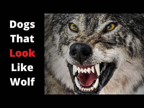 Top 10 Dog That Look Like wolf