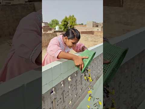 Catching chocolate candy 🍬 🍭🤯😱 #shorts