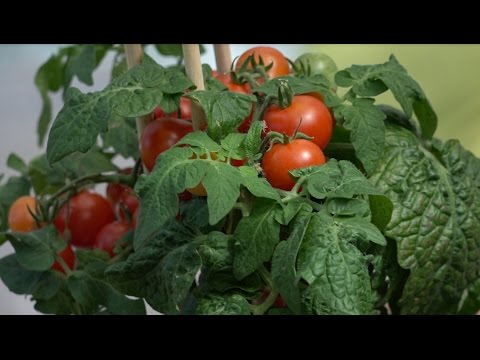 , title : 'Hoe verzorg je de tomatenplant? Wat is dieven? Tomaat uit moestuin.'