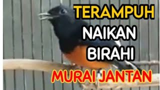 Download lagu Pancingan Murai Betina Birahi Memanggil Jantan _ Pancingan Murai Jantan Cepat Naik Birahi mp3