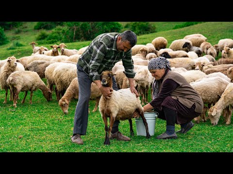 Fresh sheep milk making traditional caucasus cheese