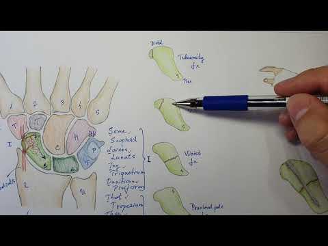 Scaphoid fracture explained