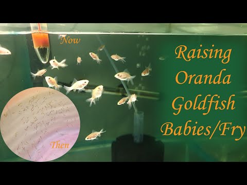 How To Raise Goldfish Fry | Goldfish Fry Care | Goldfish Fry Growth | Best Food For Fry Growth