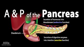 Anatomy and Physiology of the Pancreas, Animation