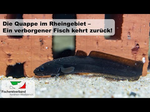 The burbot in the Rhine region - Biology of the burbot