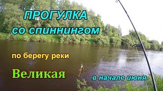 Ловля хищника на реке великой в пскове