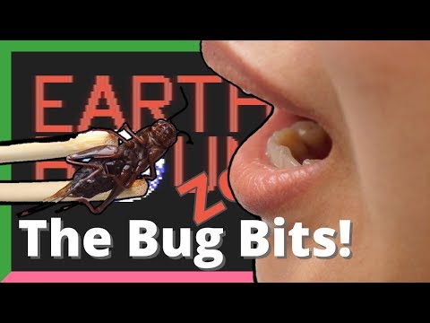 That time I ate bugs — Yahweasel Best Bits! Video